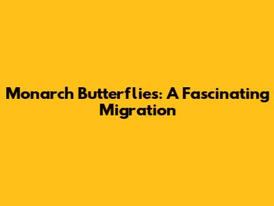 Monarch Butterflies: A Fascinating Migration